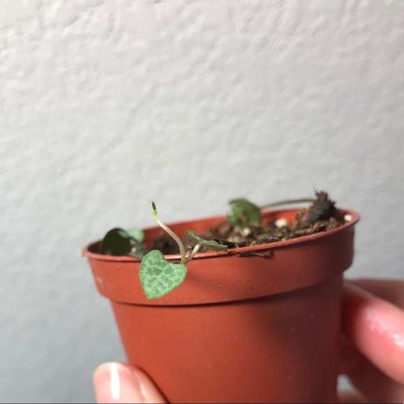 String of hearts 2” potted plant - Picture 5 of 6